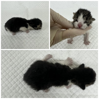 보호중 한국 고양이…